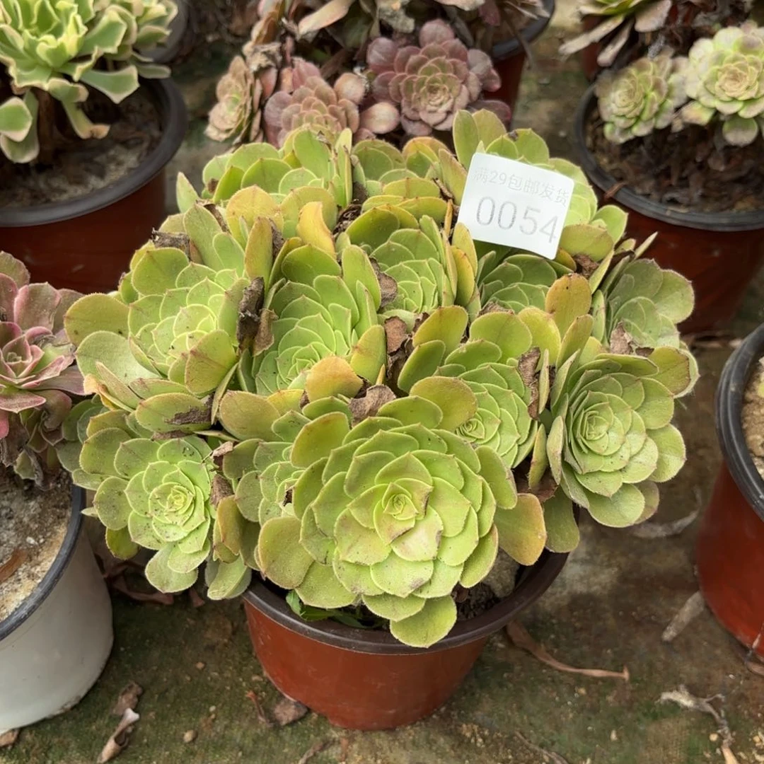 万圣节多肉法师有断头0054