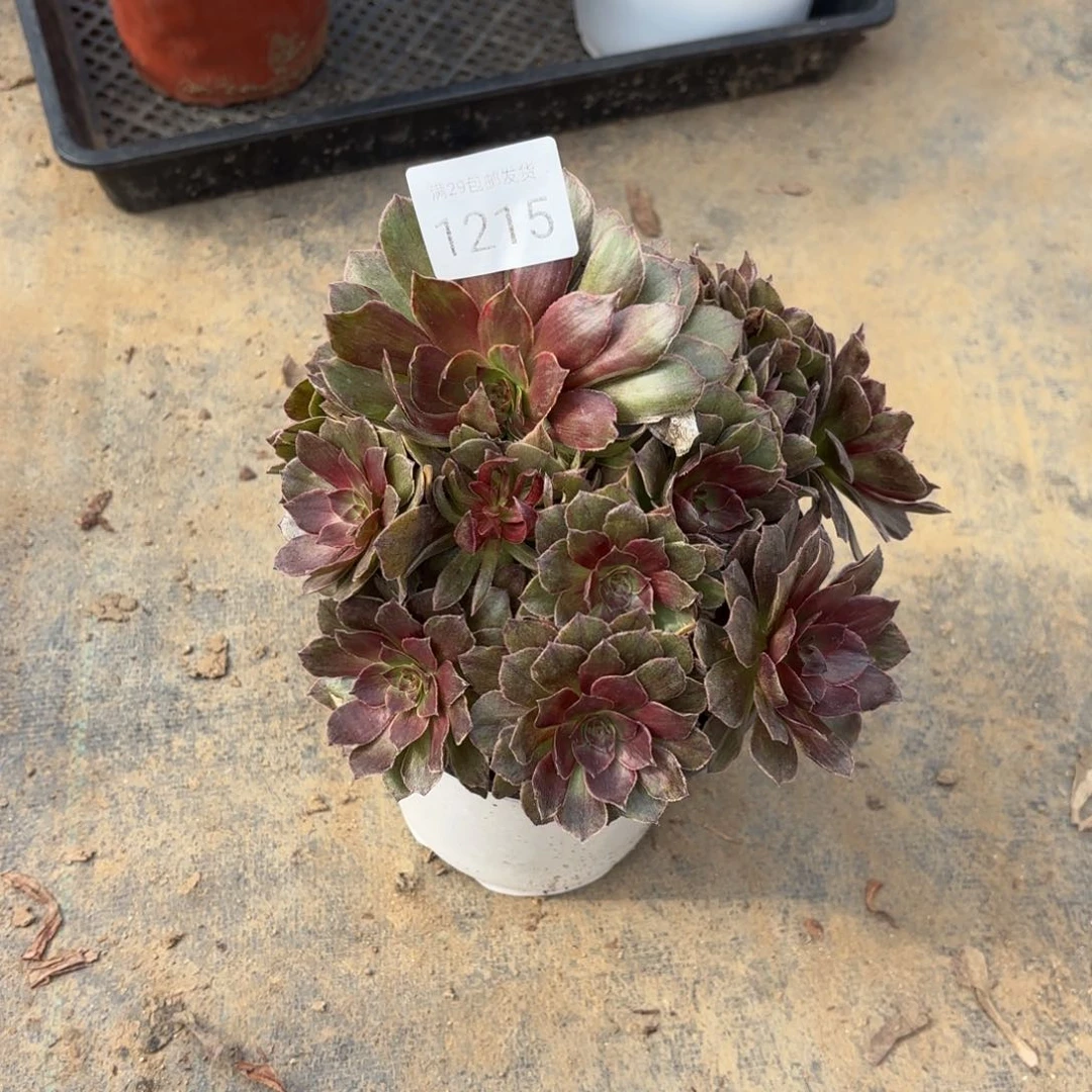 红霞多肉法师1215