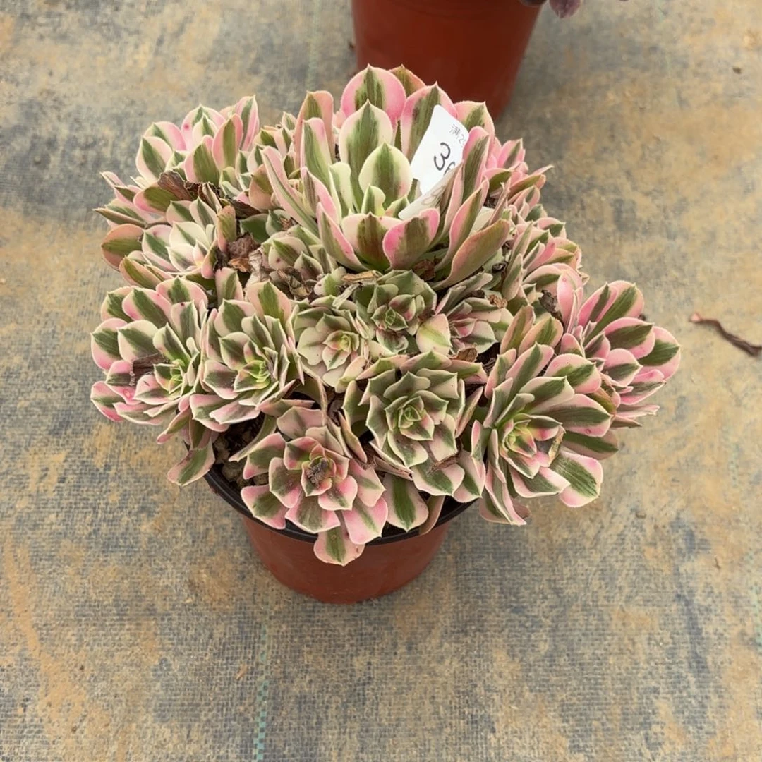 粉女巫多肉法师3633