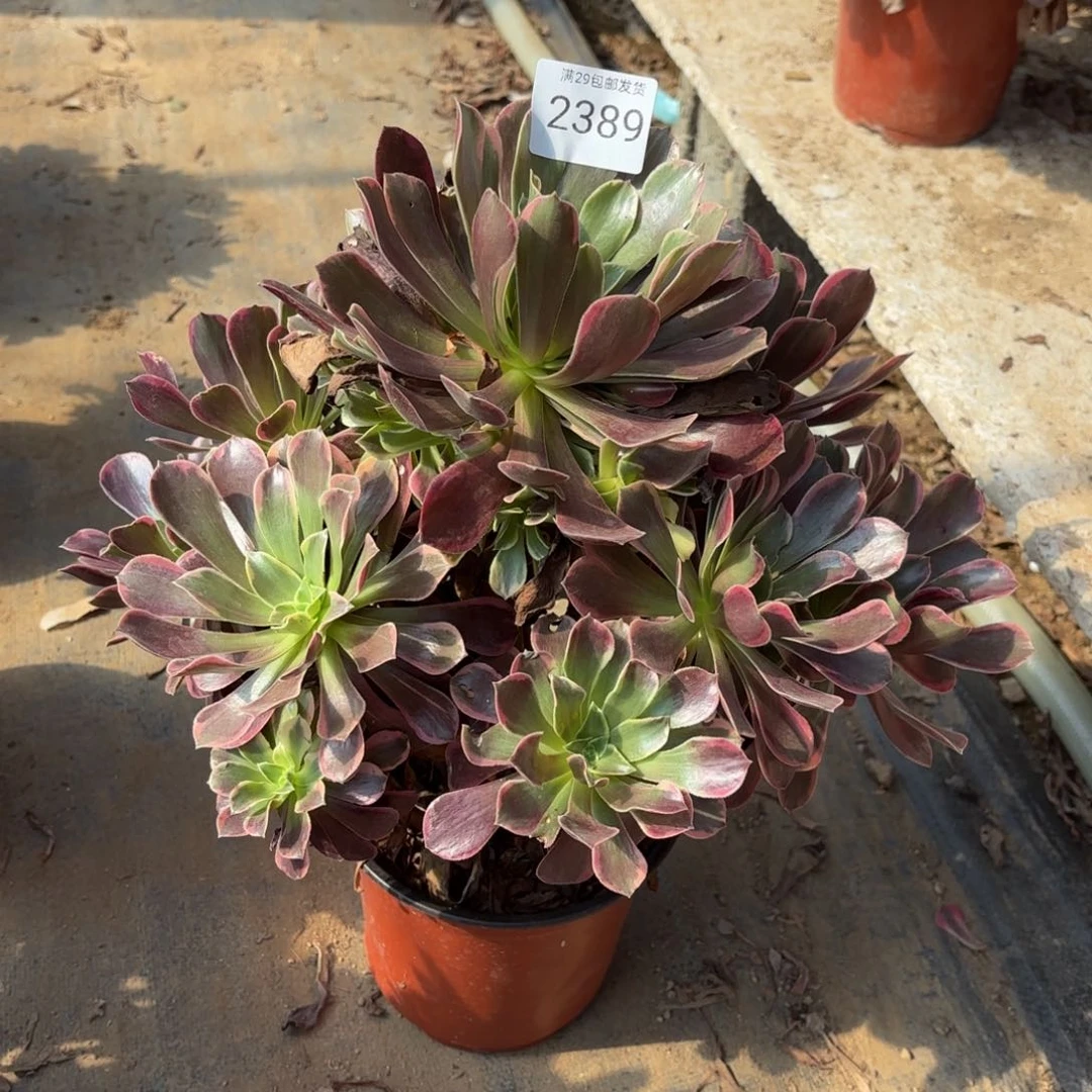 金丝却多肉法师2389