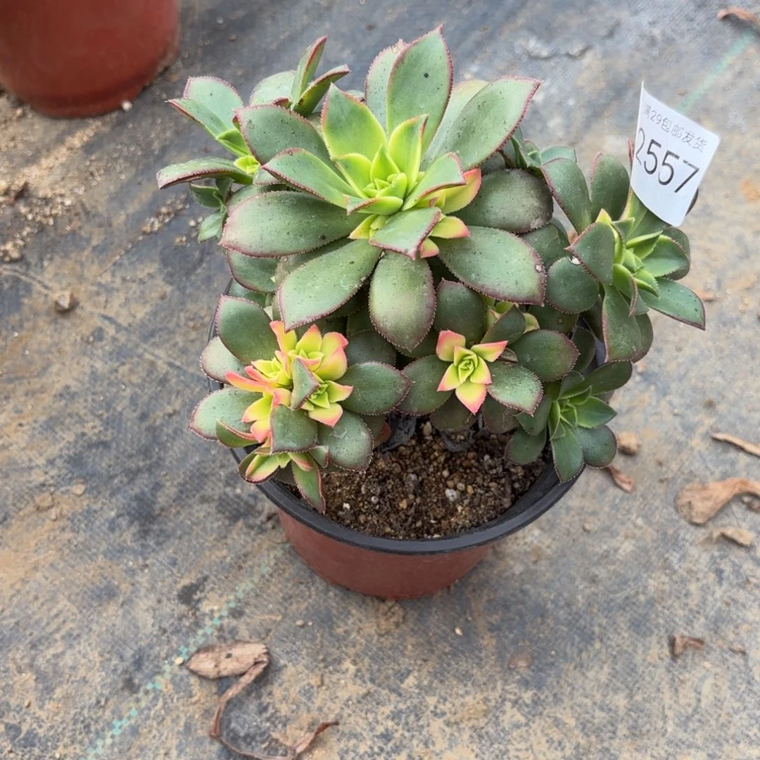 艳日辉处氧化黑斑多肉2557