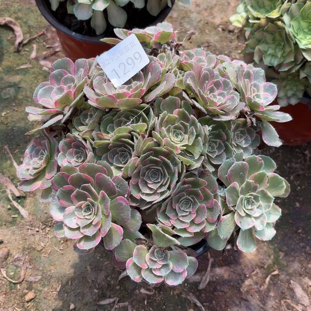安娜锦多肉植物1299