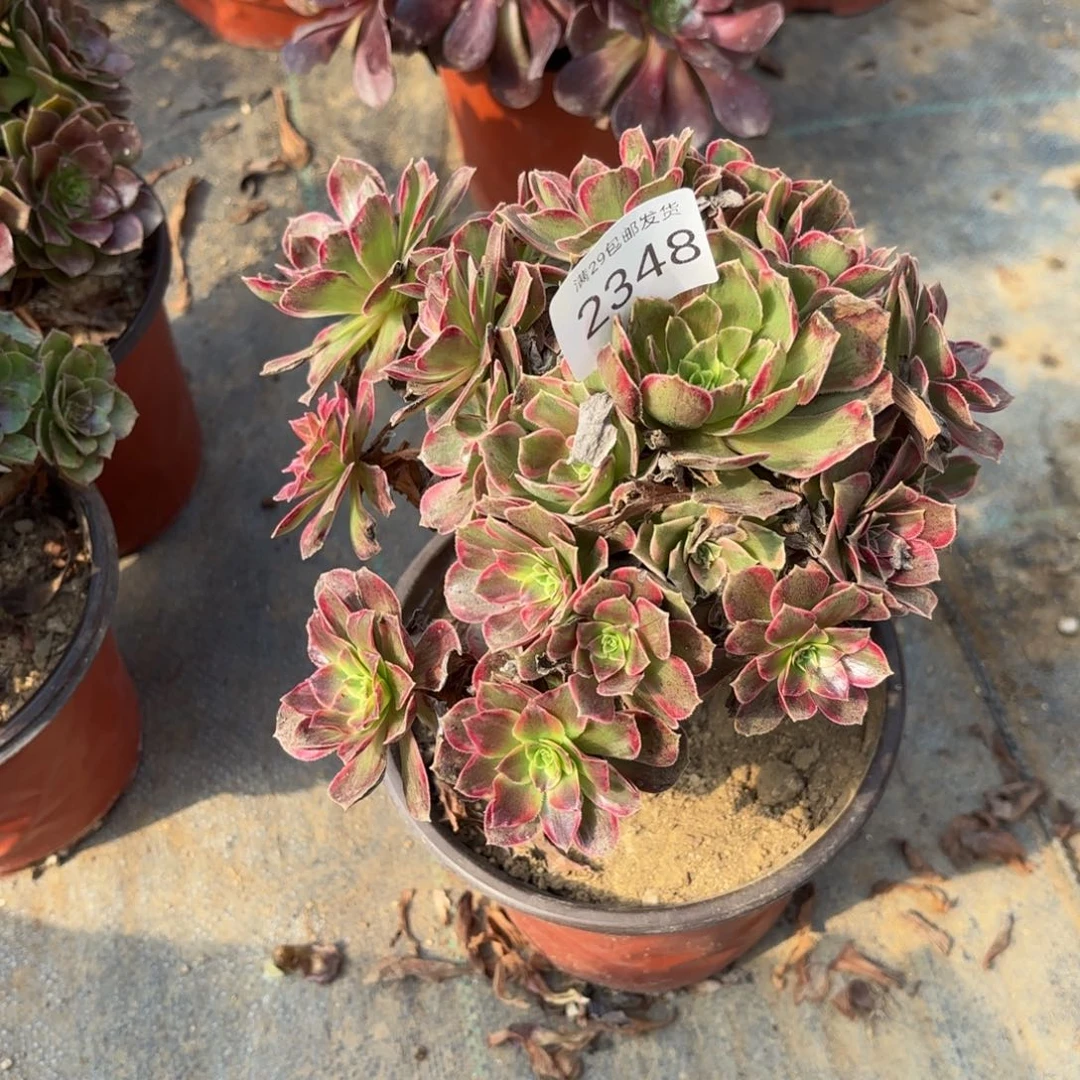 安娜锦多肉法师2348