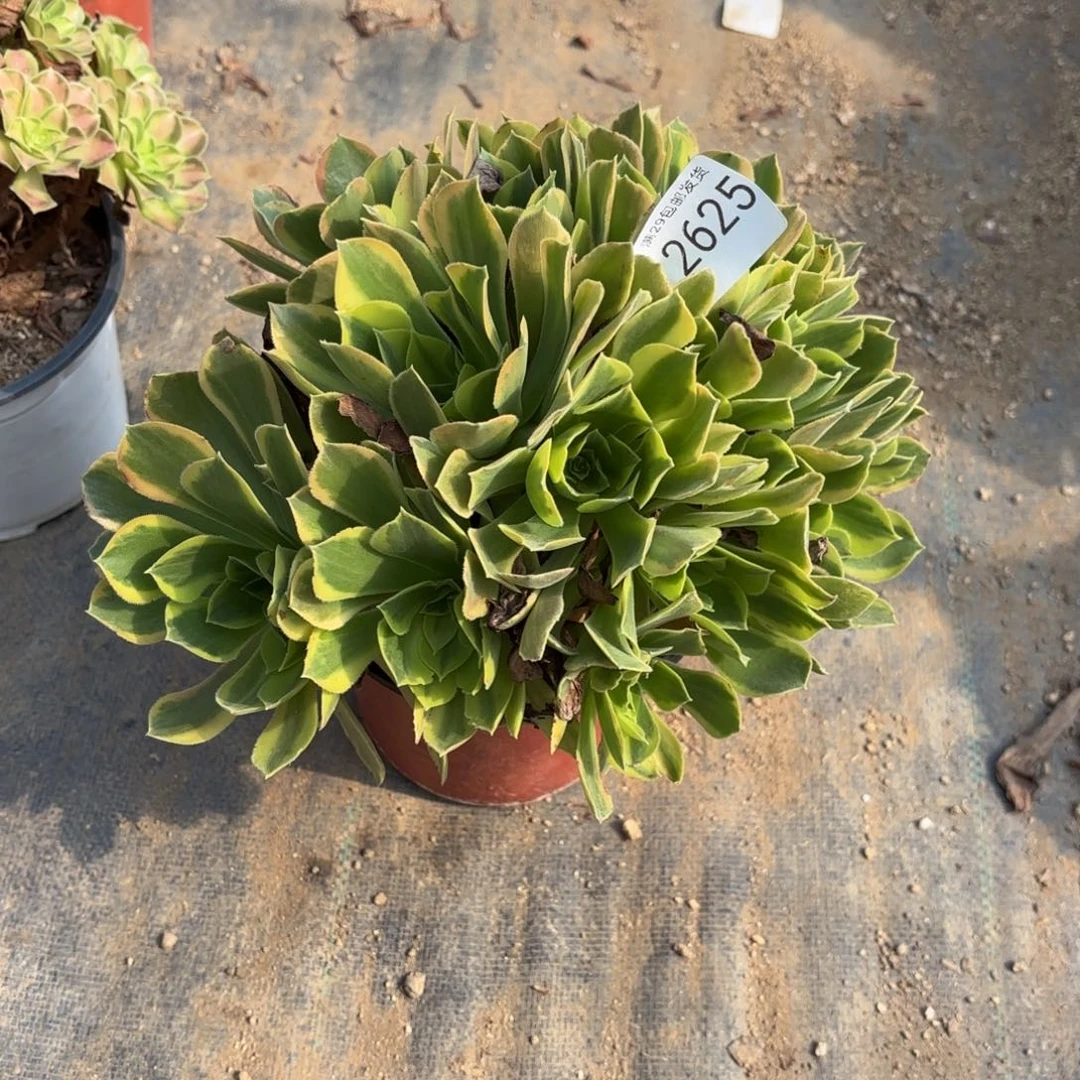 青檬多肉法师2625