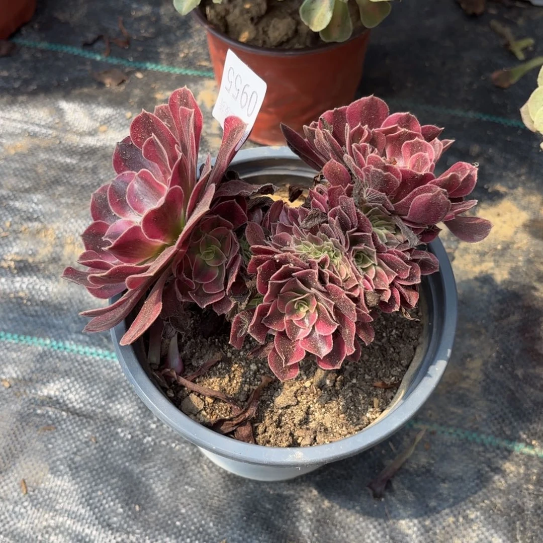 美杜莎坠多肉法师0955