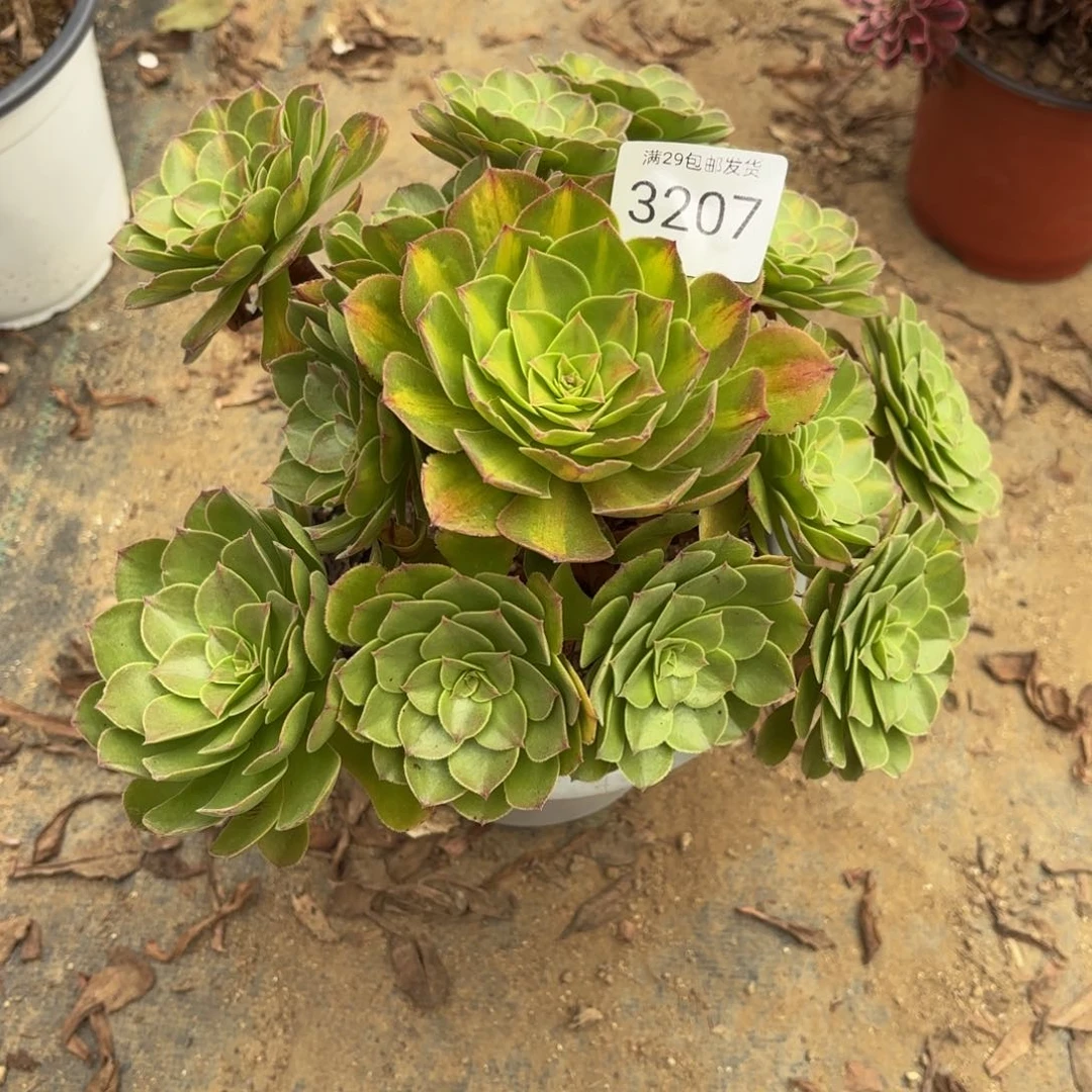 抹茶多肉法师3207