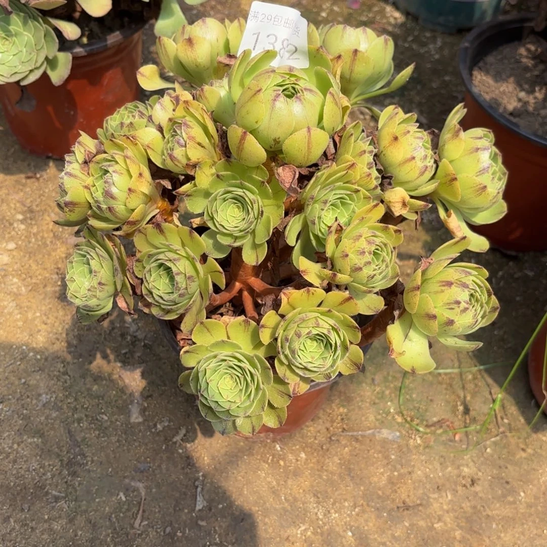 万圣节黑拉丝多肉1382