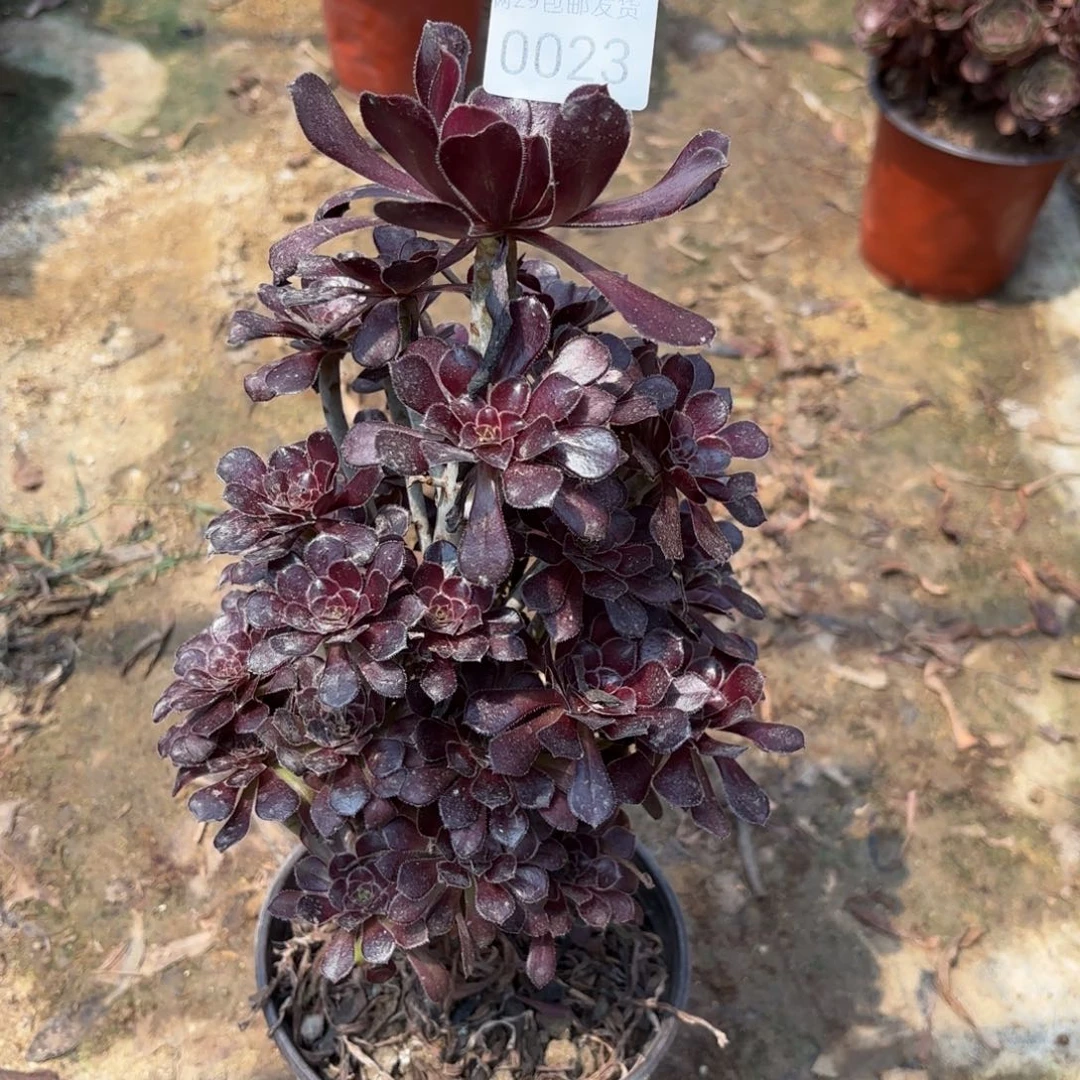 黑法师多肉法师0023