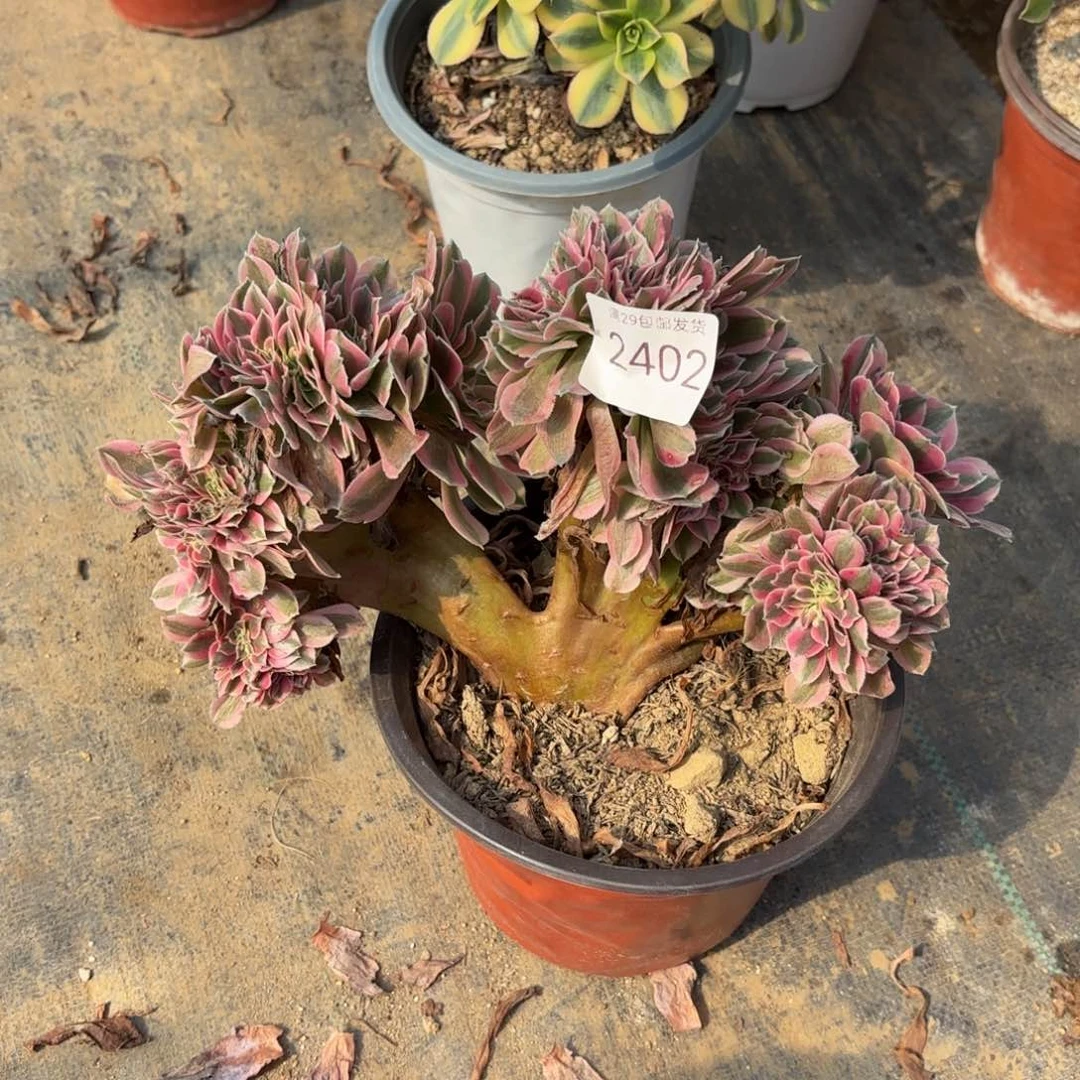 粉女巫坠多肉法师2402