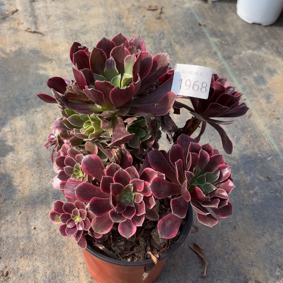 金丝却多肉法师1964