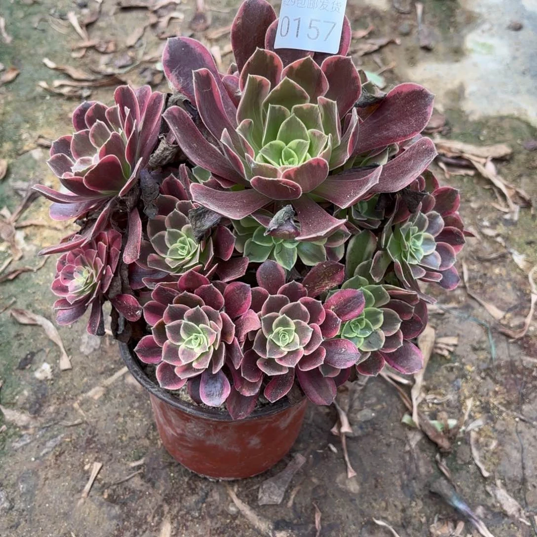 金丝却多肉法师0157