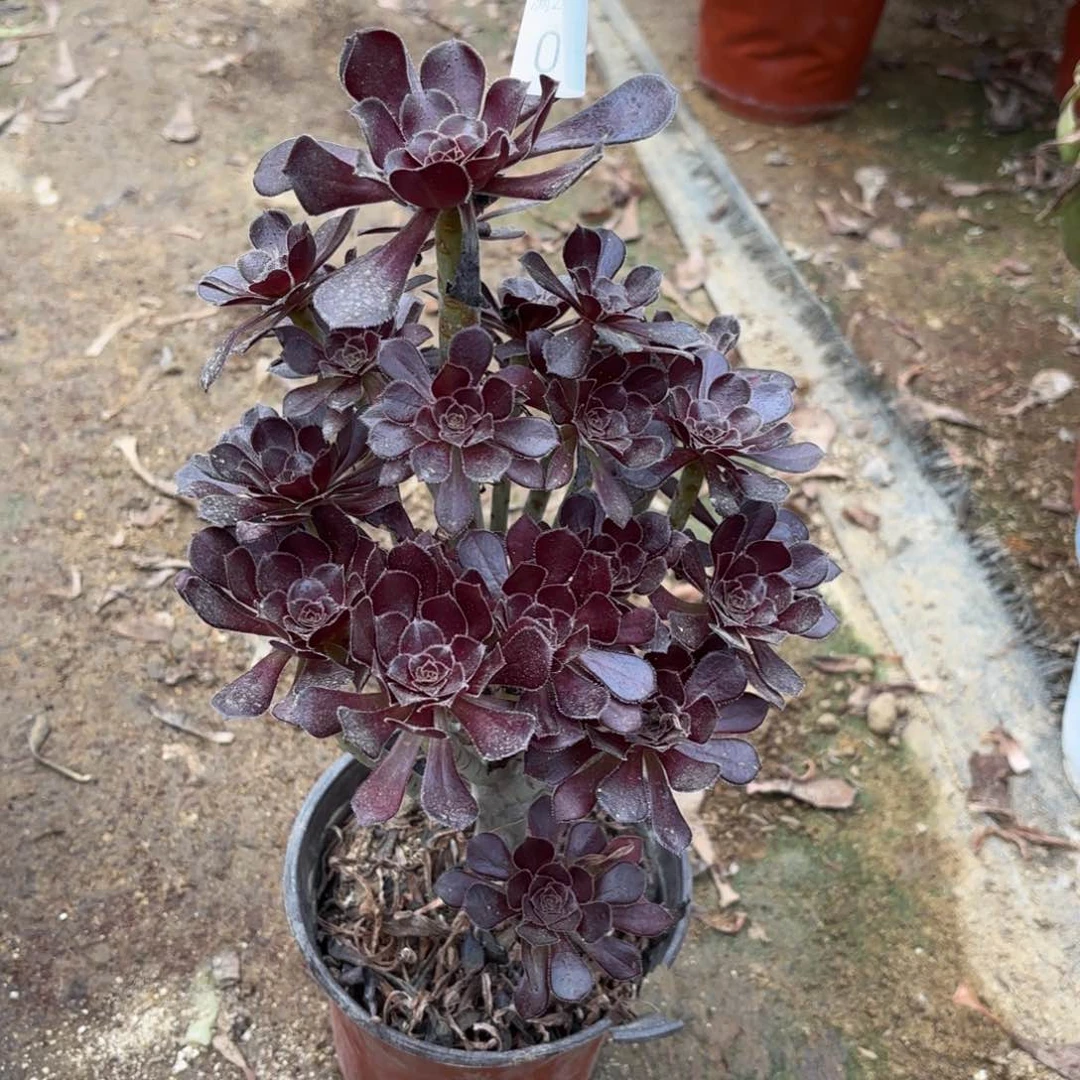 黑法师多肉法师0164