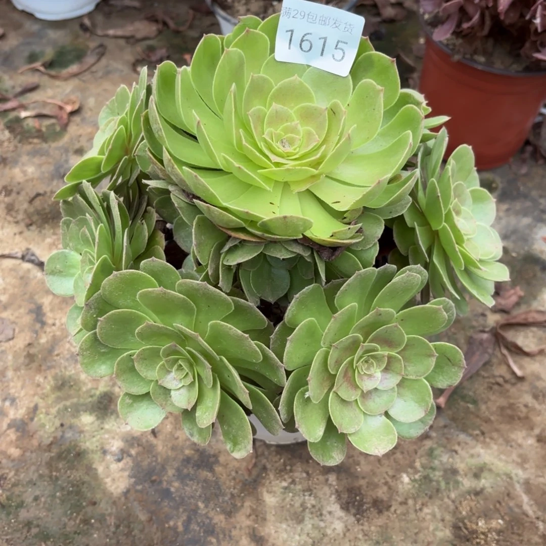万圣节多肉法师1615
