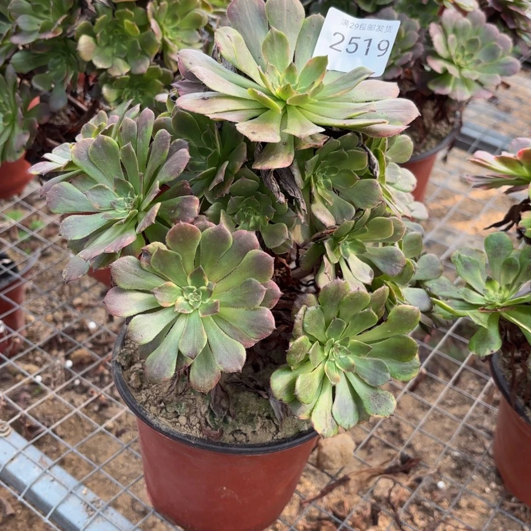 烟花多肉植物2519