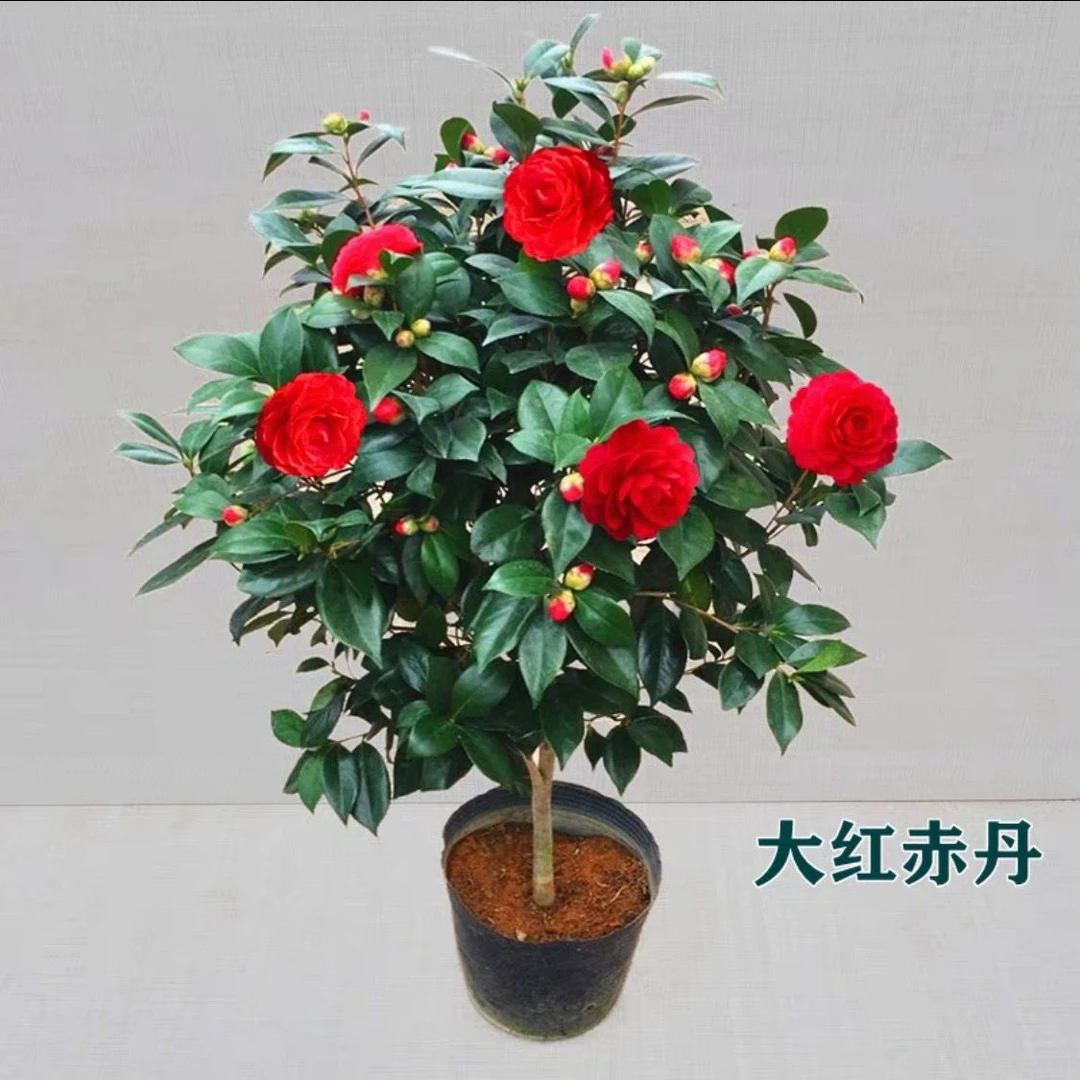 六角大红盆栽花卉植物室内外好养耐热耐寒