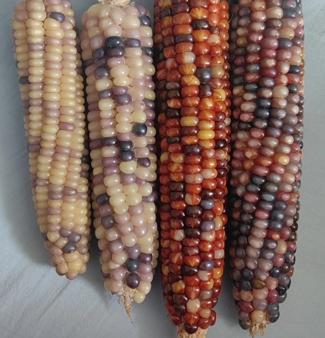 玉米毛料/放漏款补粒款