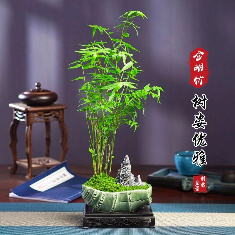 小叶米竹凤尾竹绿植盆栽米竹绿植办公室中式禅意盆景栽高级感花瓶