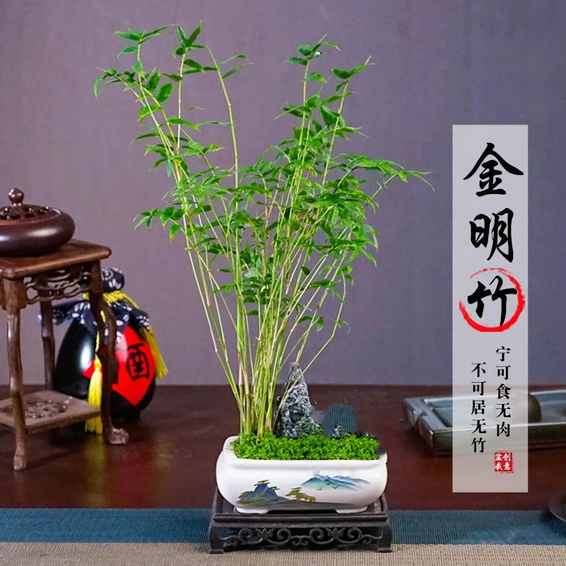 直播金钻小叶米竹凤尾竹绿植盆栽米竹绿植办公室盆景栽摆件