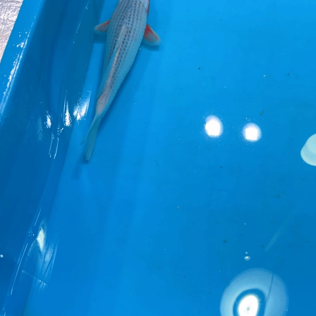 【闪购商品】紫印母鱼热带鱼公40谢*鸿