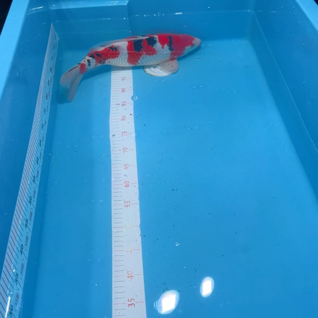 【闪购商品】紫印母鱼热带鱼公45