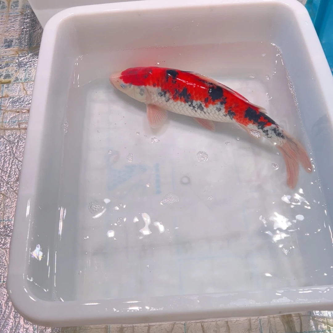 【闪购商品】紫印母鱼热带鱼公40一**魔