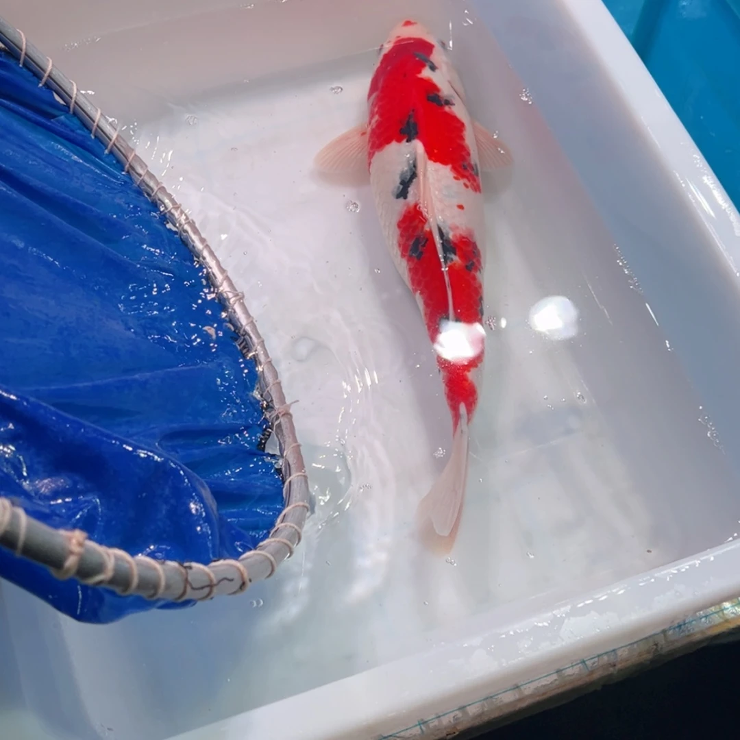 【闪购商品】紫印母鱼热带鱼公40用****晴