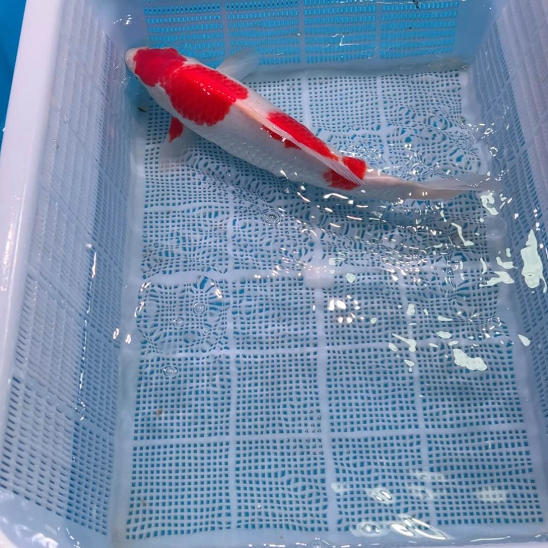 【闪购商品】紫印母鱼热带鱼公40