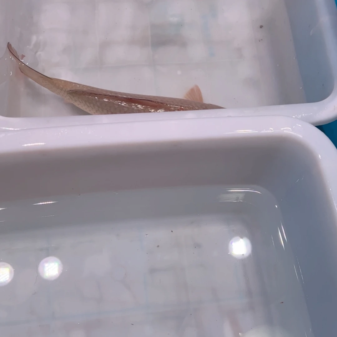 【闪购商品】紫印母鱼热带鱼公45