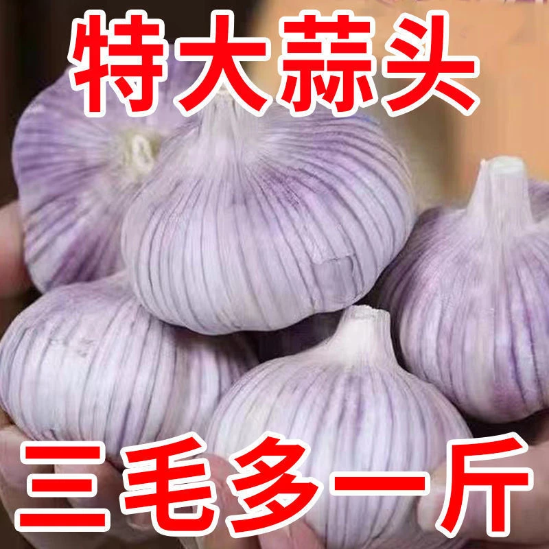 金乡大蒜新店冲量特价干蒜5斤紫白皮金乡特产干大蒜头100克种精品