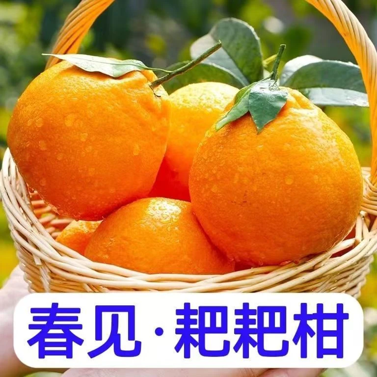 【新】四川高山水果 春见耙耙柑新鲜水果 丑橘带箱4.5-5斤现摘现发