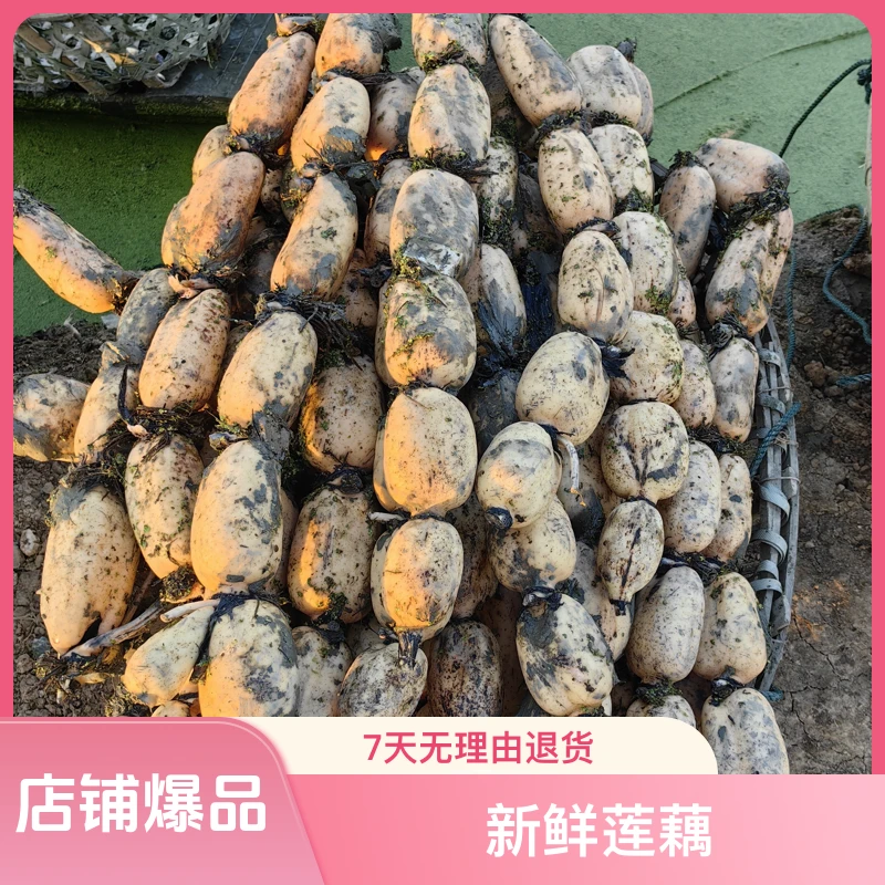 双11【现挖现发】新鲜莲藕煲汤清炒凉拌当季助农产品