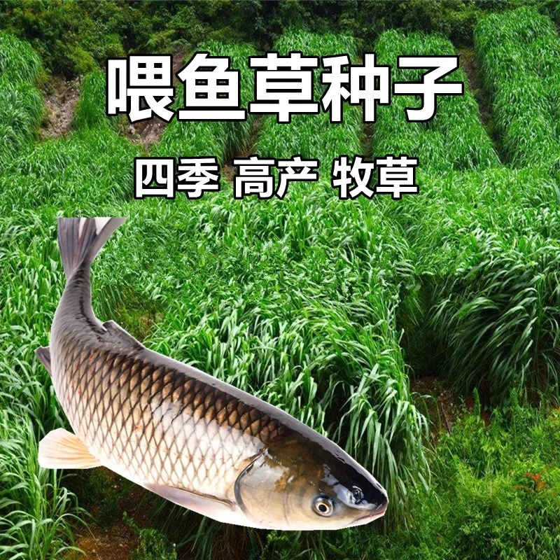 【鱼草种子牧草草籽】四季可种喂鱼草蔬菜瓜果寿光优质蔬菜种子种苗