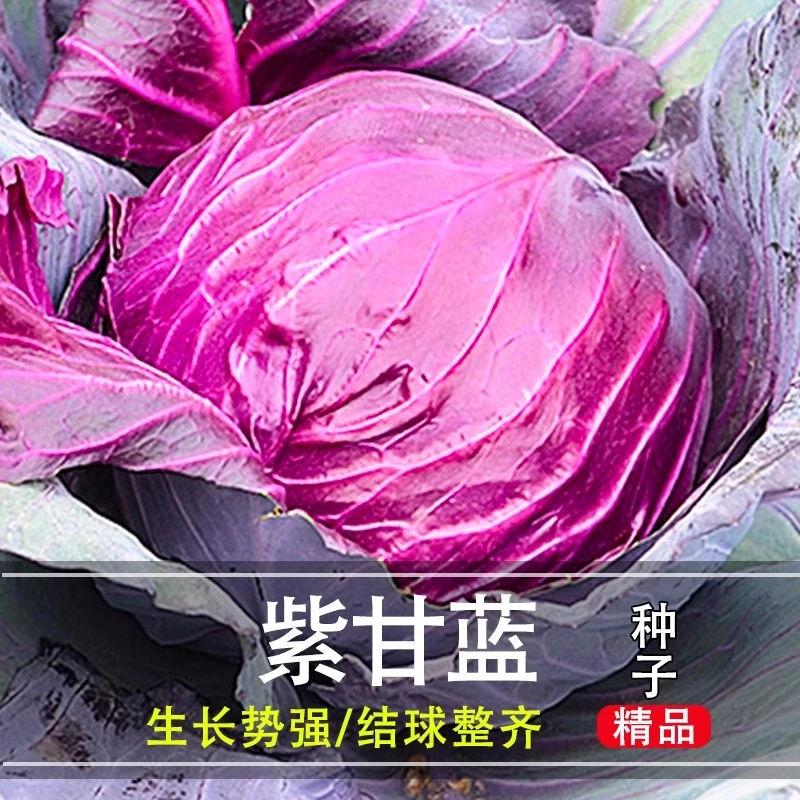 紫甘蓝种子种籽孑子苗秧包莱菜苗包菜蔬菜秧苗大头菜包心菜圆白菜