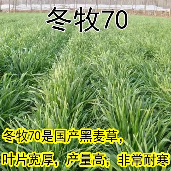 冬牧70种子茴香黑麦草冬天耐寒耐旱牧草种籽鸡鸭鹅鱼兔牛羊猪草籽