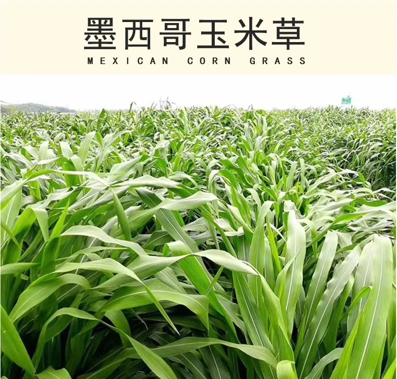 墨西哥玉米草大叶牧草种养殖牛羊猪鸡鸭鹅鱼寿光优质蔬菜种子种苗
