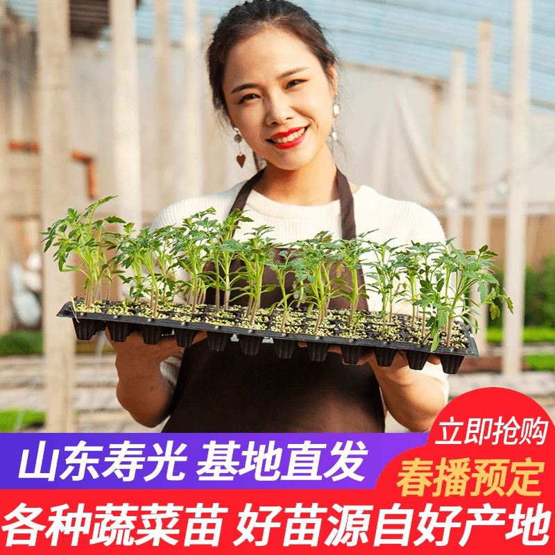 各种番茄苗四季黑珍珠西红柿圣女果种盆栽蔬菜秧苗