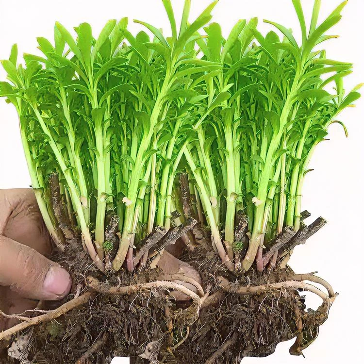 高钙养心菜三七救心菜费菜土三七景天三七根苗观赏食用多年生好养