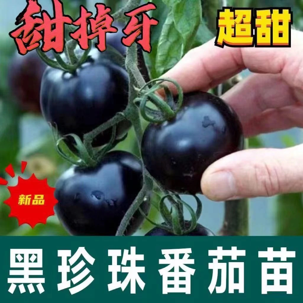 糖水黑色黑珍珠番茄耐热耐寒阳台西红柿种子四季圣女庭院蔬菜盆栽