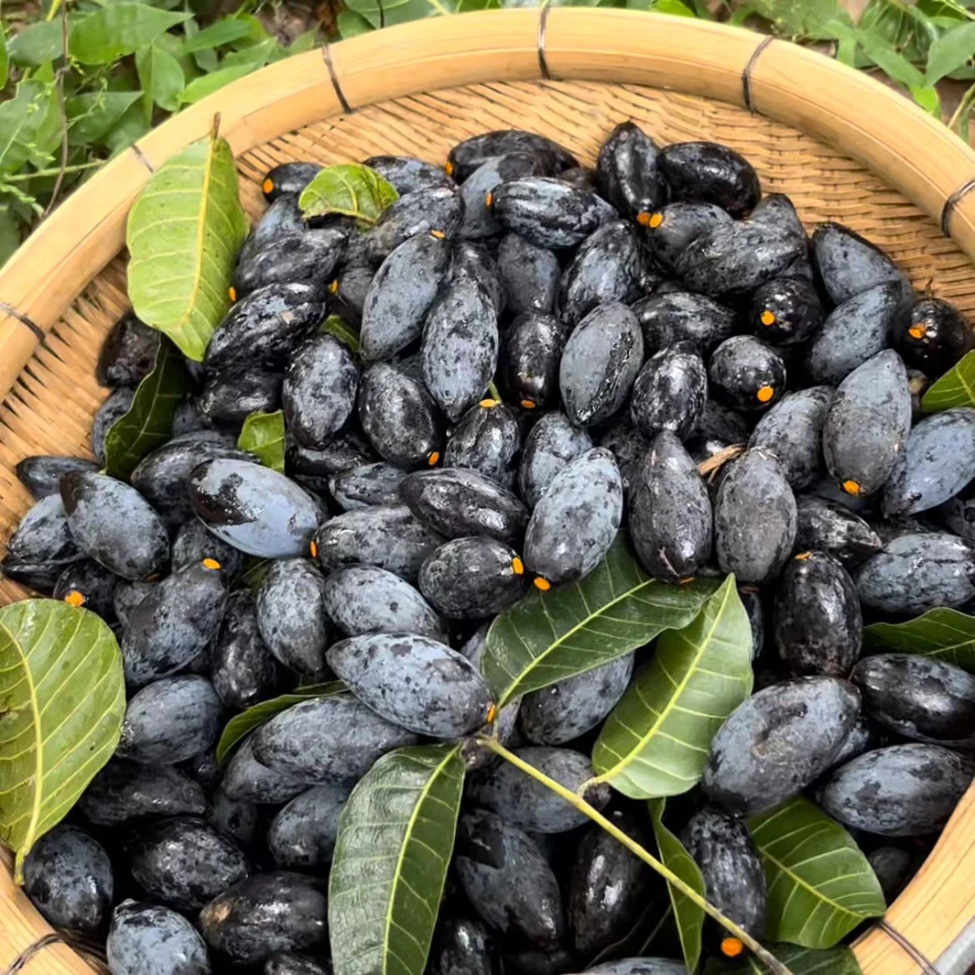 余生臻品坊顺丰包邮广西黑橄榄当季新鲜乌榄现货速发新鲜橄榄