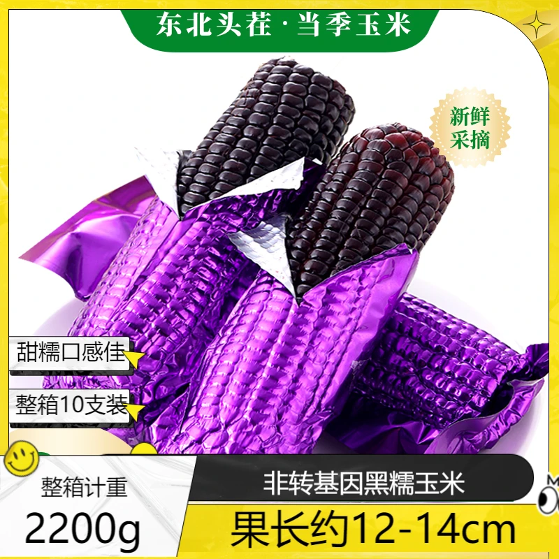 查干九月2024年采摘 农家肥 非转基因 黑甜糯玉米10支（200g-240g）