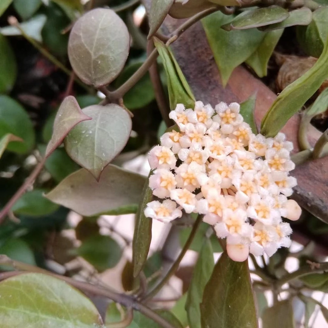 苏耐球兰 勤花垂吊盆栽绿植 客厅阳台净化空气
