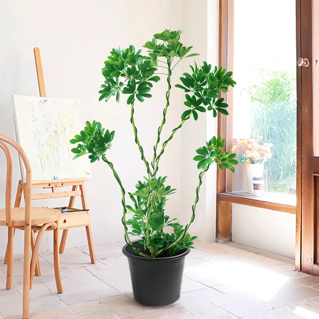 造型鸭脚木室内盆栽鸭掌木净化空气办公室客厅四季常青大型绿植物