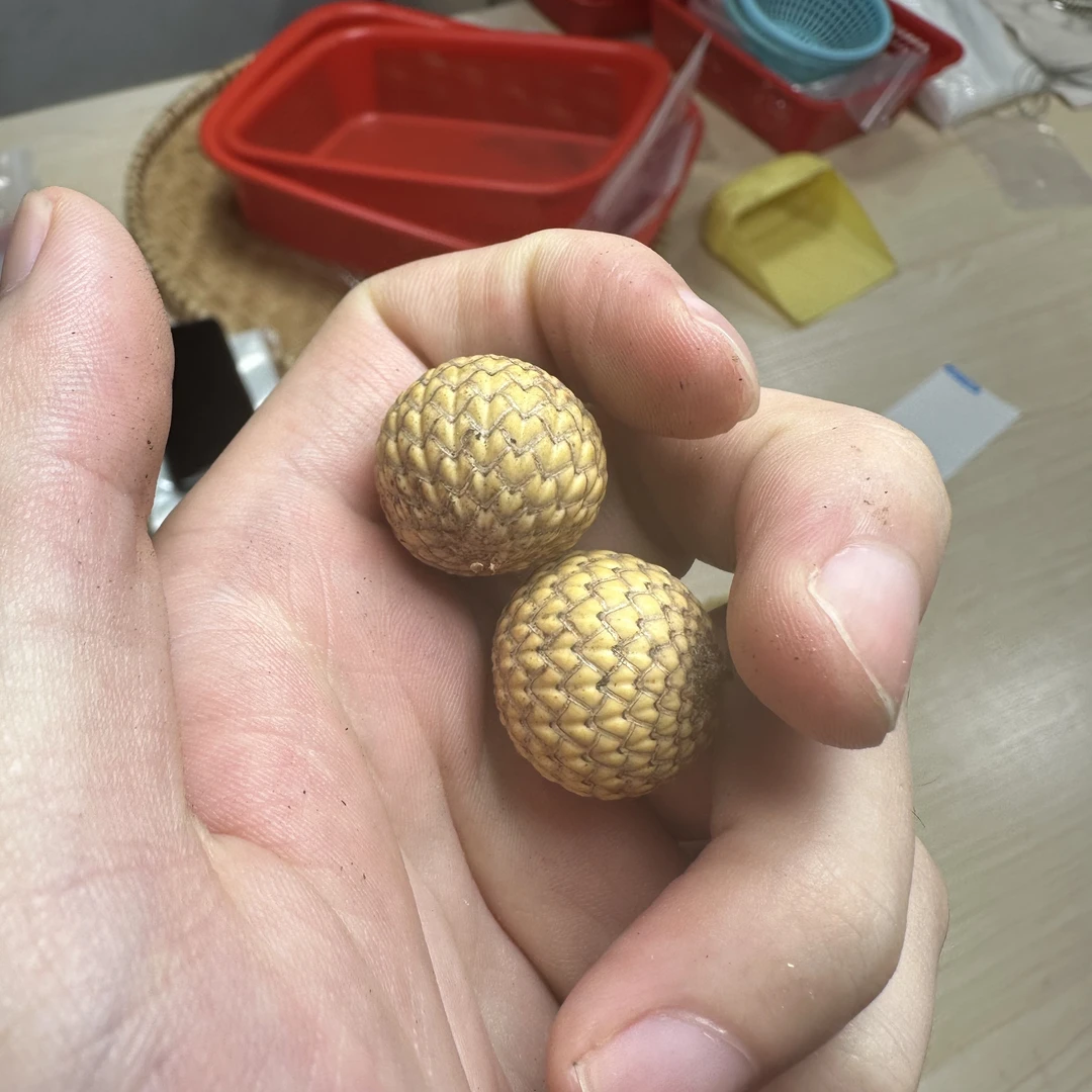 6 海南料原生态星月菩提 直播改价链接（勿乱拍）