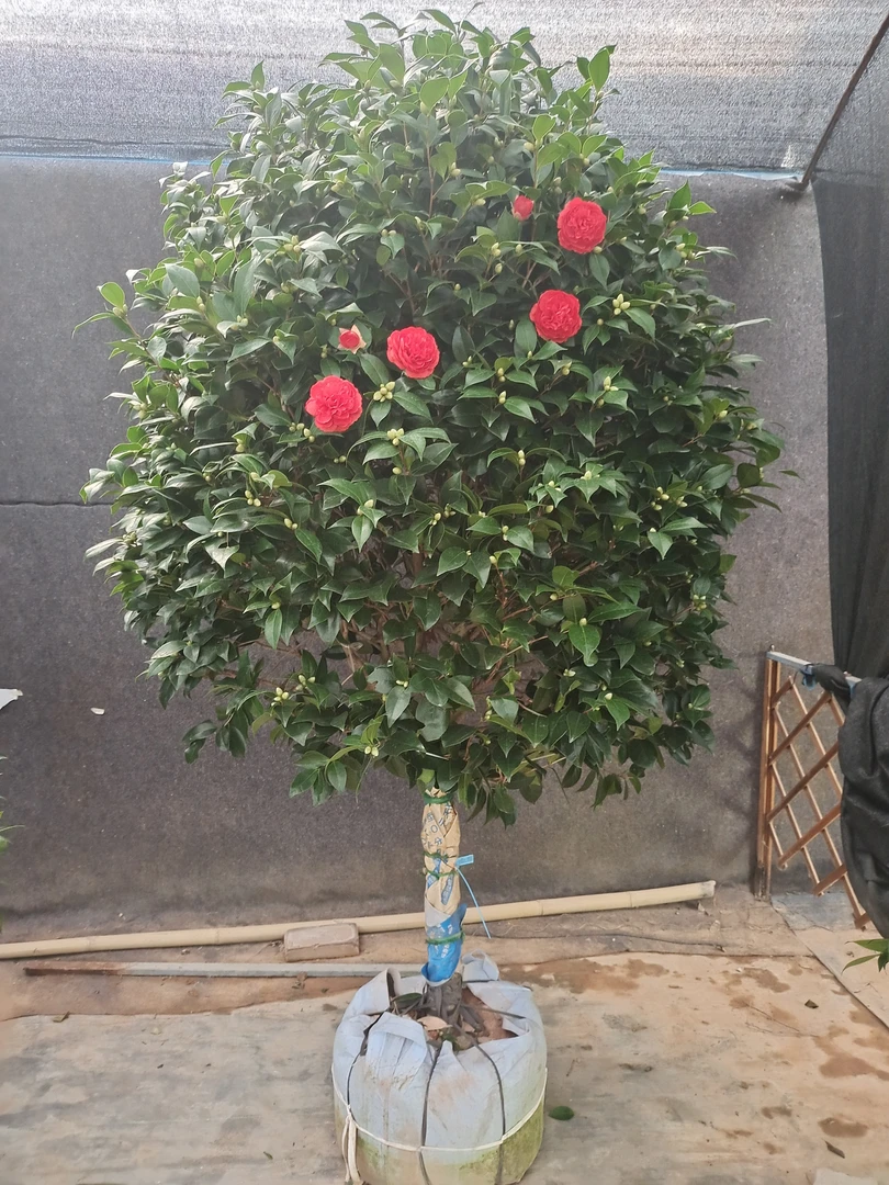 大颗红赤丹六角大红茶花树苗盆栽带花苞好花卉植物室内庭院