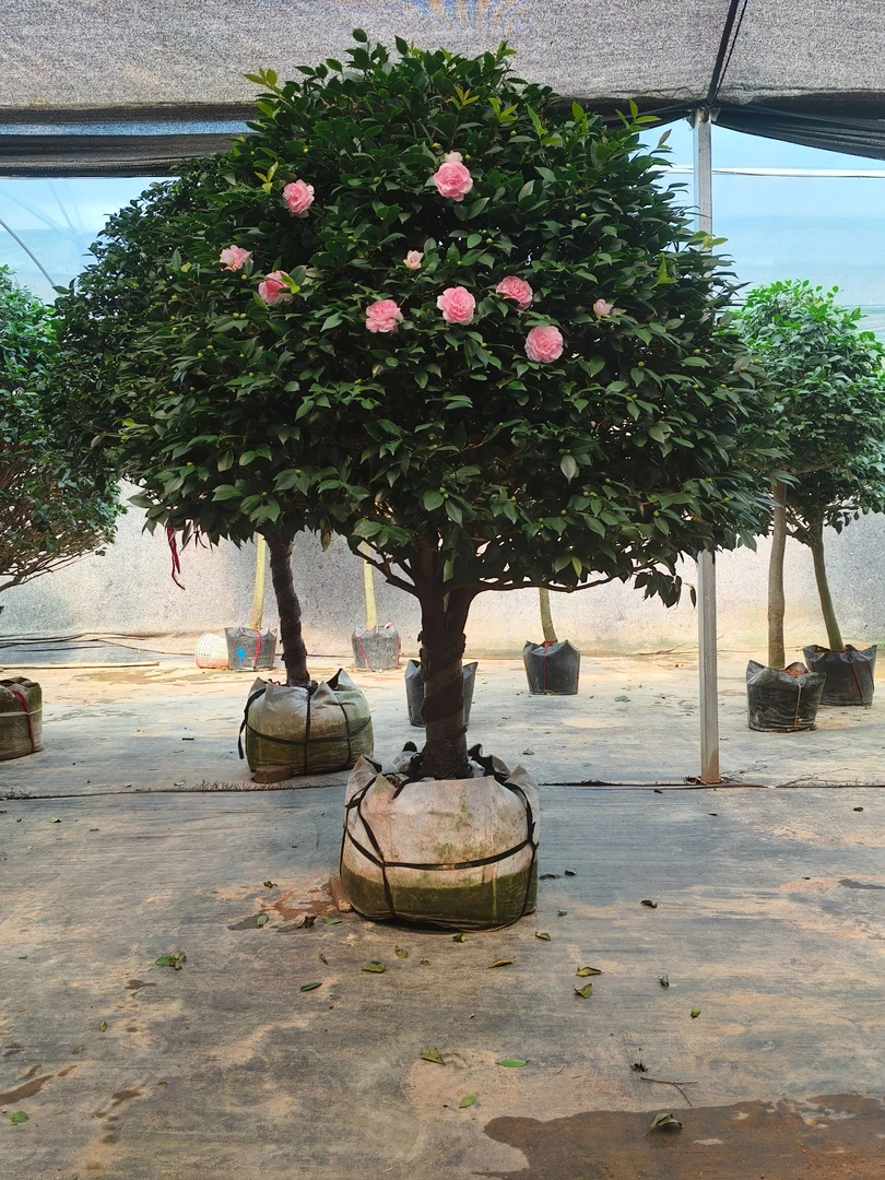 香妃茶花大茶花树超大号大型茶花浓香型茶花树苗庭院绿植山茶花