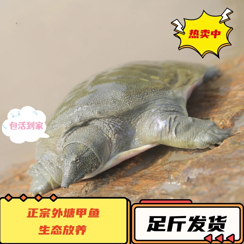【新年清库存】公甲鱼嘉兴生态外塘养殖水鱼团鱼王八活甲鱼食用