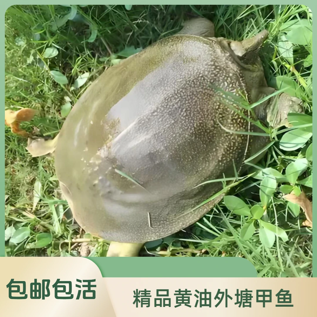 生态外塘散养母甲鱼水鱼团鱼王八老鳖
