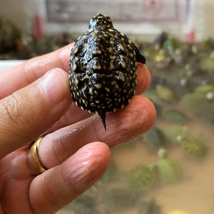 绿毛龟不分公母3