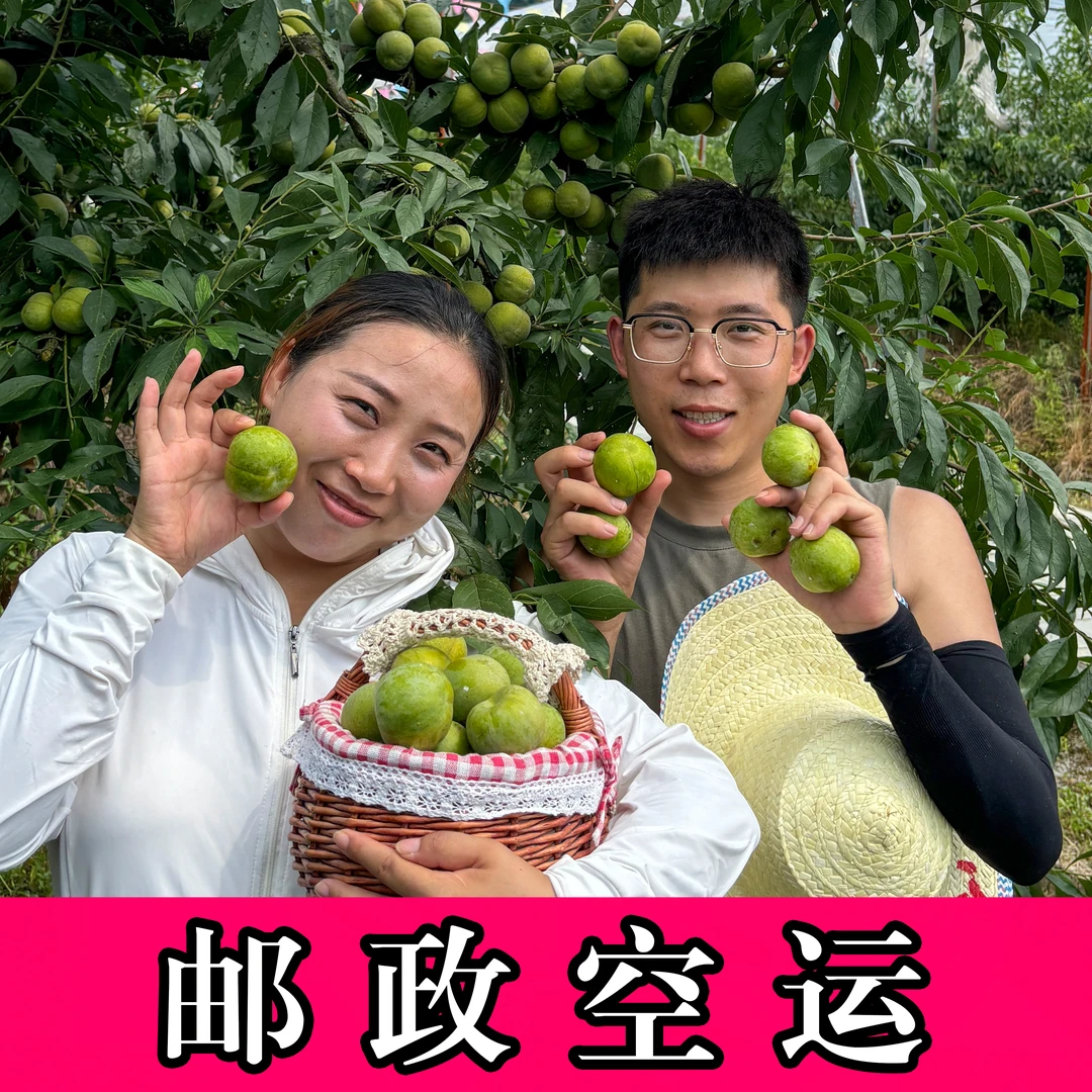 【邮政空运】万源大巴山青脆李脆甜爽口新鲜采摘 5斤装坏果包赔③