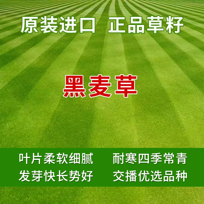 黑麦草优良草籽-草坪专用美观草籽